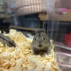 ステップレミングの赤ちゃん(※問合せ多数につき一時停止します)