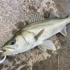 涸沼でシーバス釣りませんか？