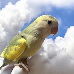 コザクラインコ パイド