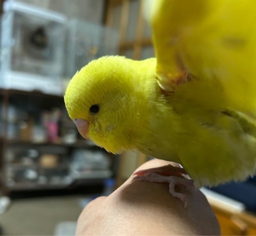 Amazon.co.jp: マイフレンド 皮つき 中型インコ 700グラム (x 1