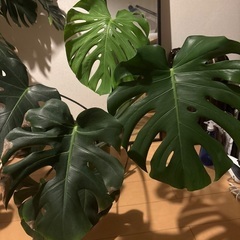 モンステラ