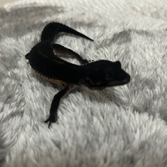 レオパードゲッコー　ヒョウモントカゲモドキ　オス　生後2ヶ月半　BN - 横浜市