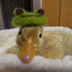 コールダックの　赤ちゃん家族募集　決まりました。