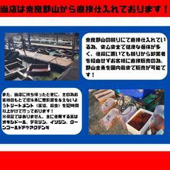 日本最安！餌用 金魚 メダカ 主に アロワナ ダトニオ 等 大型魚の画像