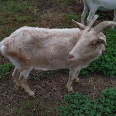 飼い主の加齢が進み飼育が困難となりつつあるため、メスのヤギ４頭貰...