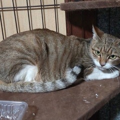 おとなしいシロチャキジ♡ʾʾ避妊済