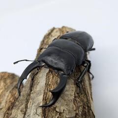 12月22日まで！シェンクリングオオクワガタ　幼虫