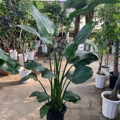 観葉植物　オーガスタ