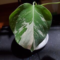 ボルジギアナホワイトタイガー　ミントの画像