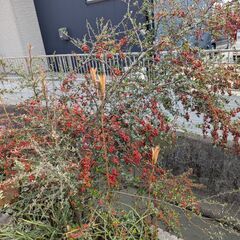 ピラカンサスの実（枝）小物作りにいかがですか