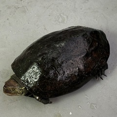 クサガメ