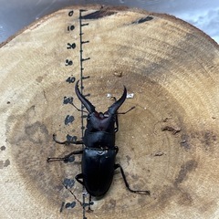 【新成虫】本土ノコギリクワガタ　WF1　1♂3♀ 4頭 