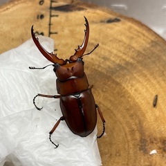 【新成虫】アスタコイデスノコギリクワガタ　亜種フラテルナス　1♂...