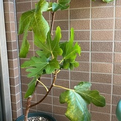 イタリア原産《希少イチジク大苗鉢植え》