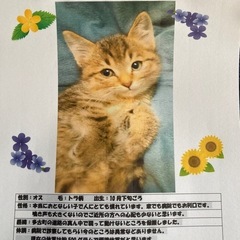 ※申込多数頂き、受付中断させて頂きます（感謝）　とっても賢い子猫ちゃん