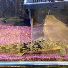 ポリプテルス・デルへジィロイヤルバンド　20cm +
