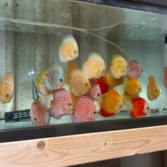 ディスカス、 熱帯魚　1匹