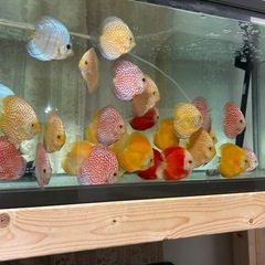 ディスカス、 熱帯魚　1匹