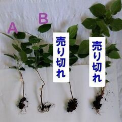 マルベリー苗　桑の画像