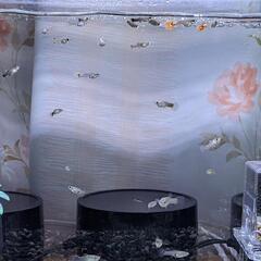 ※ミックスグッピー稚魚
