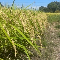 令和6年新米コシヒカリ30kg玄米　栃木県大田原産一等米 