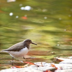 野鳥撮影仲間募集 - その他