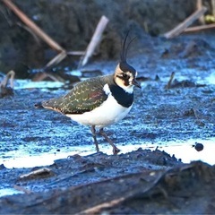 野鳥撮影仲間募集 - メンバー募集