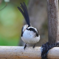 野鳥撮影仲間募集