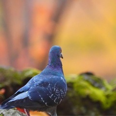 野鳥撮影仲間募集 - 広島市