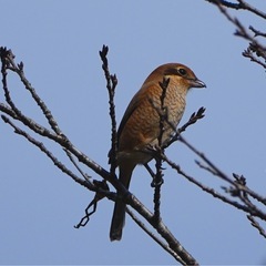 野鳥撮影仲間募集 − 広島県