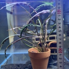 鉢付きクリプトコリネ