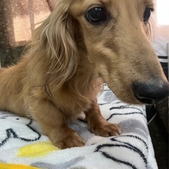 ダックスの男の子（代理投稿です） - 犬
