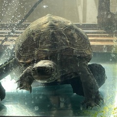 クサガメ
