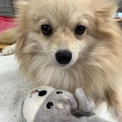 マイペースなポメちゃん。