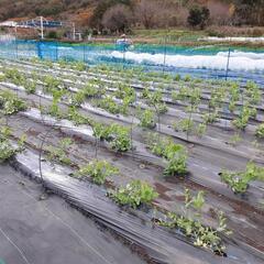 倶楽部会員募集してます。 − 神奈川県