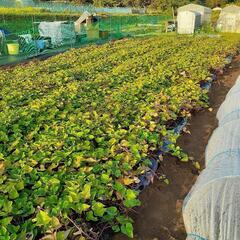 倶楽部会員募集してます。 - メンバー募集