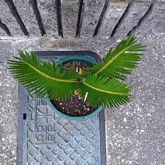 蘇鉄（鉢付き）の画像