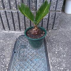 蘇鉄（鉢付き）の画像