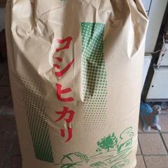 山梨県の玄米の中古が安い!激安で譲ります・無料であげます 山梨県の玄米の中古が安い!激安で譲ります・無料であげます