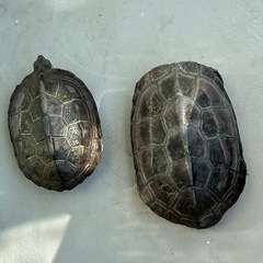 クサガメ♂