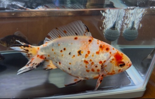 富山県産　隼人錦　約22㎝
