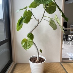 観葉植物、ガーデニング用品をお譲りします。