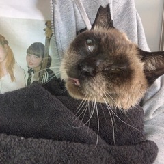 沼津市 保護猫