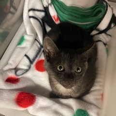 🧡すみちゃん里親様決定🧡 - 猫