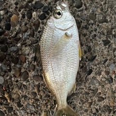 釣りに興味ある方！