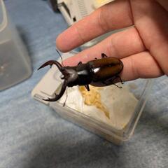 トカラノコギリクワガタ♂の画像