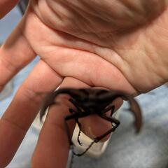 トカラノコギリクワガタ♂