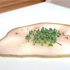 多肉♡パープルヘイズ♡セダム♡葉挿し用