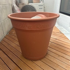 植物⚪︎園芸⚪︎花⚪︎鉢