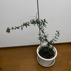 【無料】オリーブの木